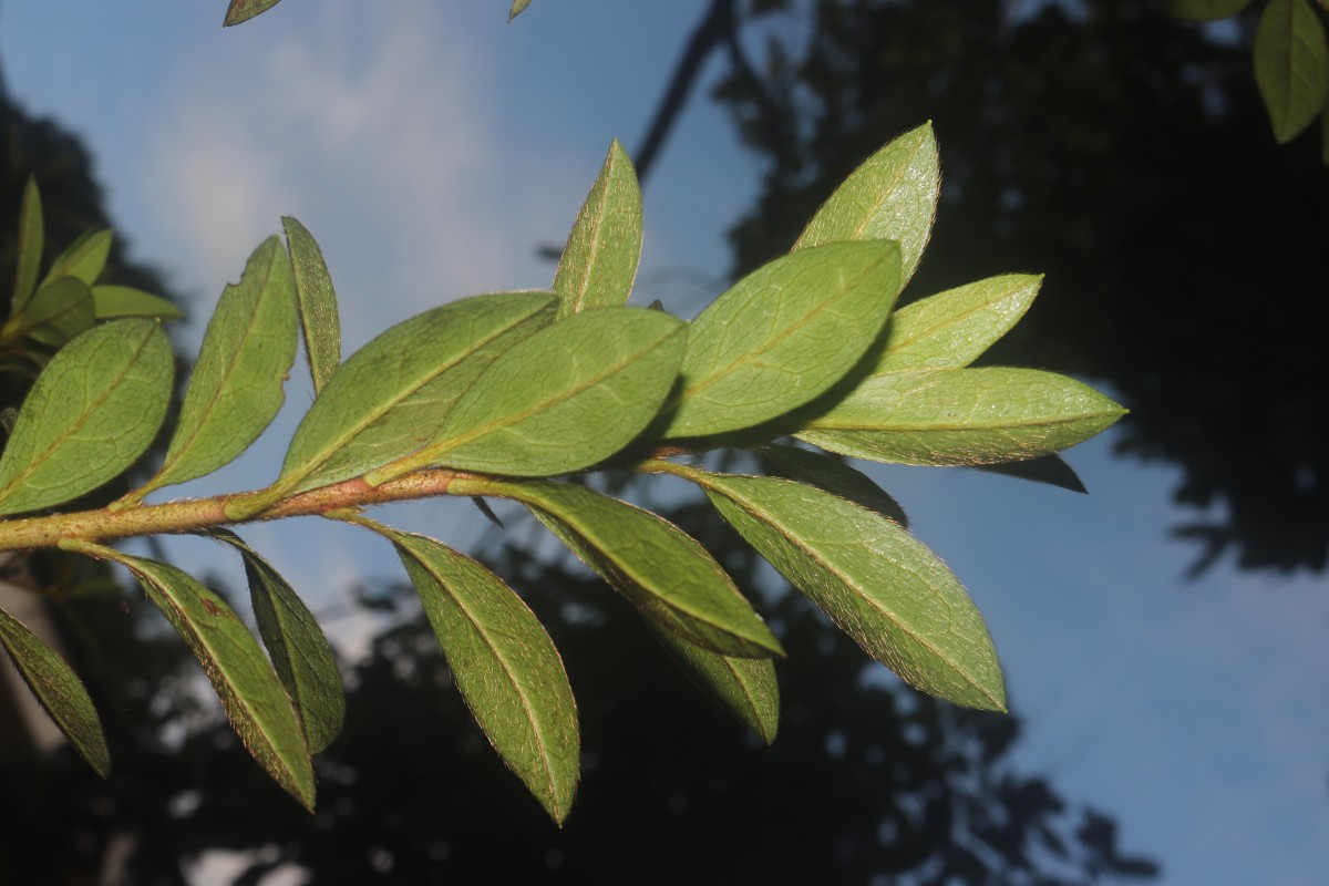 Rhododendron japonicum (A.Gray) Suringar